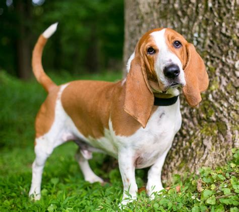 basset hounds for sale in virginia|basset hound puppies in virginia.